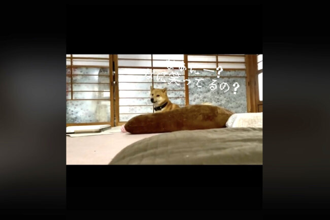 柴犬,動画
