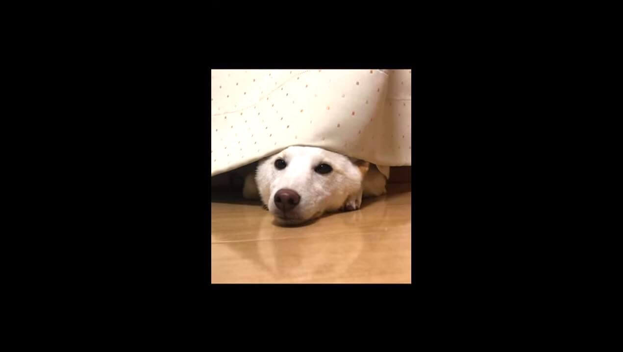 柴犬,YouTube