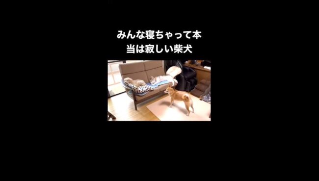 柴犬,YouTube