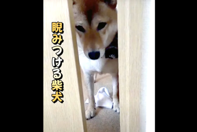 柴犬,YouTube