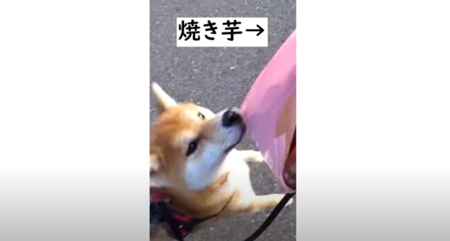 柴犬,YouTube