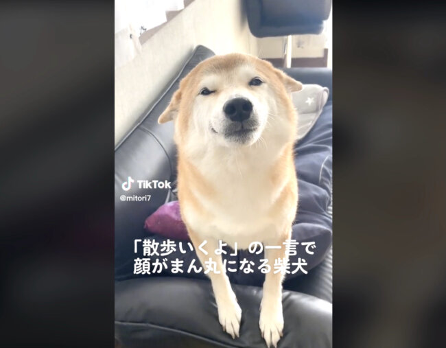 柴犬,動画