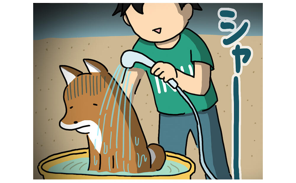 【マンガ連載】こいぬと柴犬#28「柴犬と水あそび」作：うかうか | 柴犬ライフ [Shiba-Inu Life]