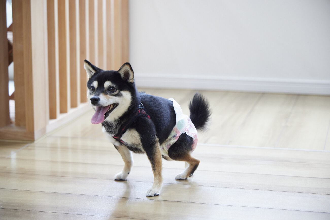 柴犬ライフ,ドッグライフコート