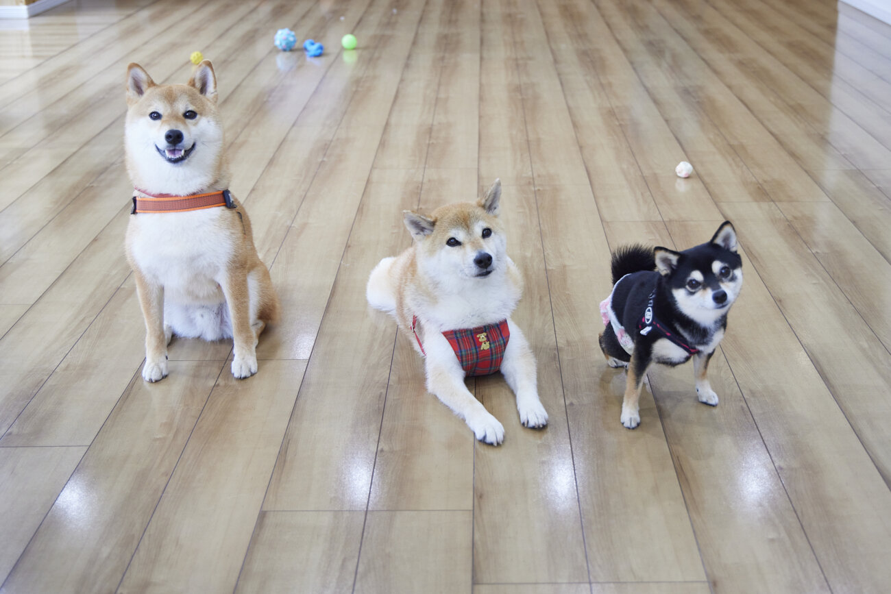 柴犬ライフ,ドッグライフコート