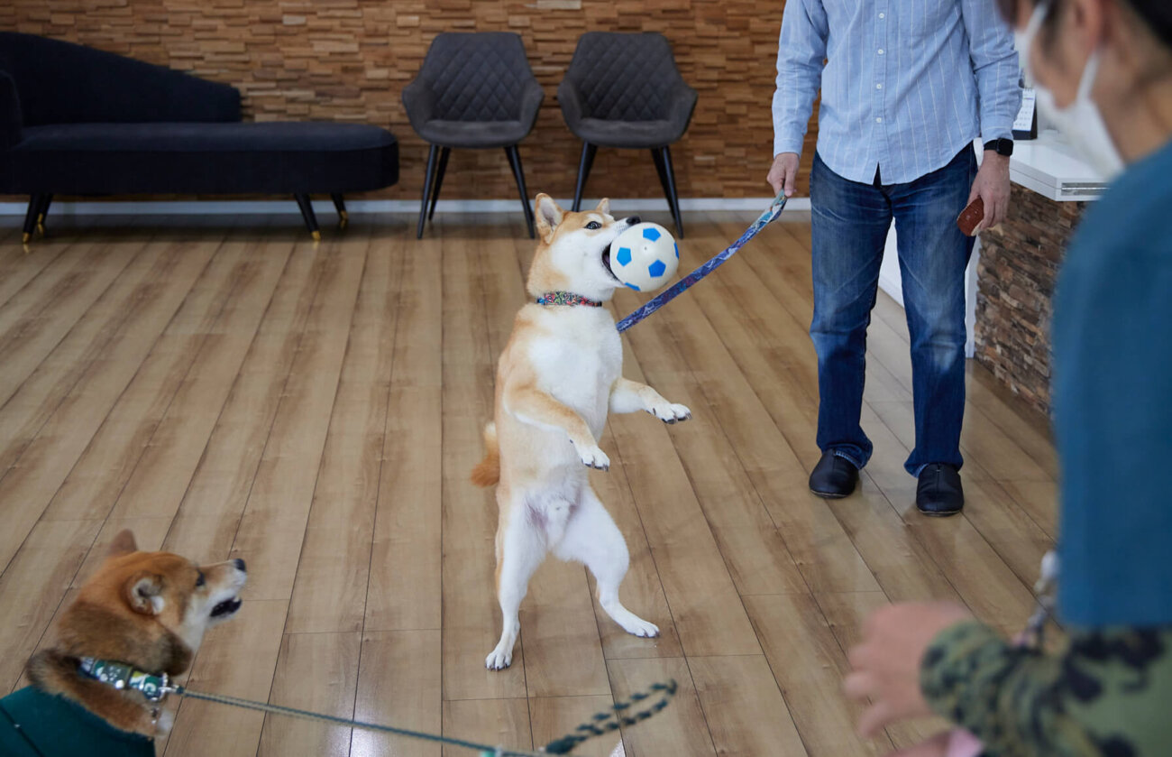 柴犬ライフ,ドッグライフコート