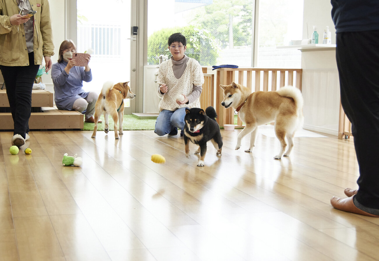 柴犬ライフ,ドッグライフコート