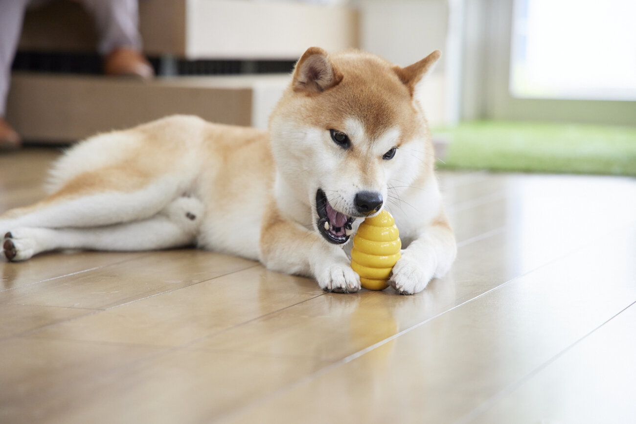 柴犬ライフ,ドッグライフコート