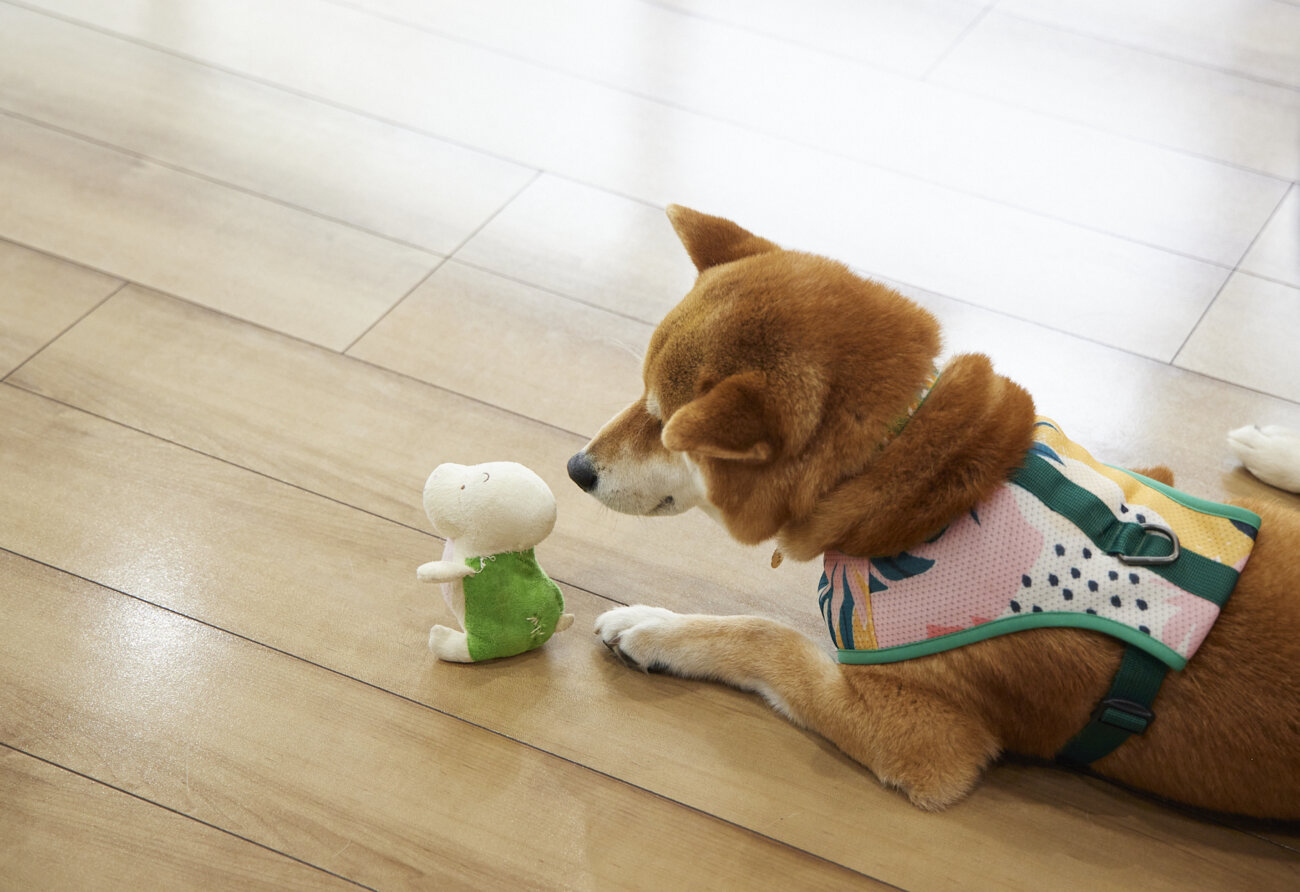 柴犬ライフ,ドッグライフコート