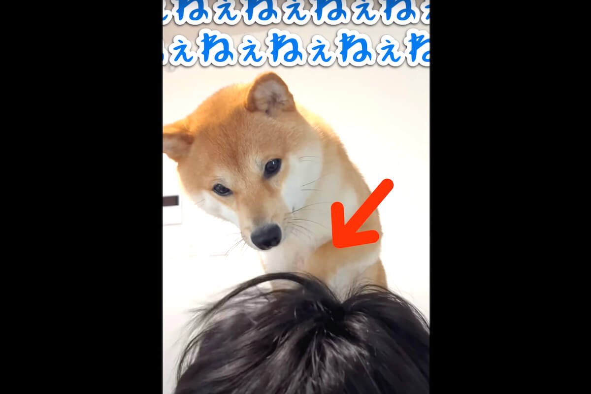 柴犬,YouTube