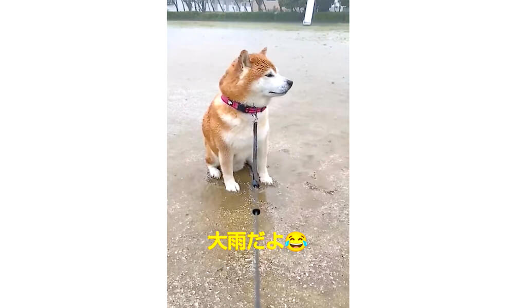 柴犬,YouTube