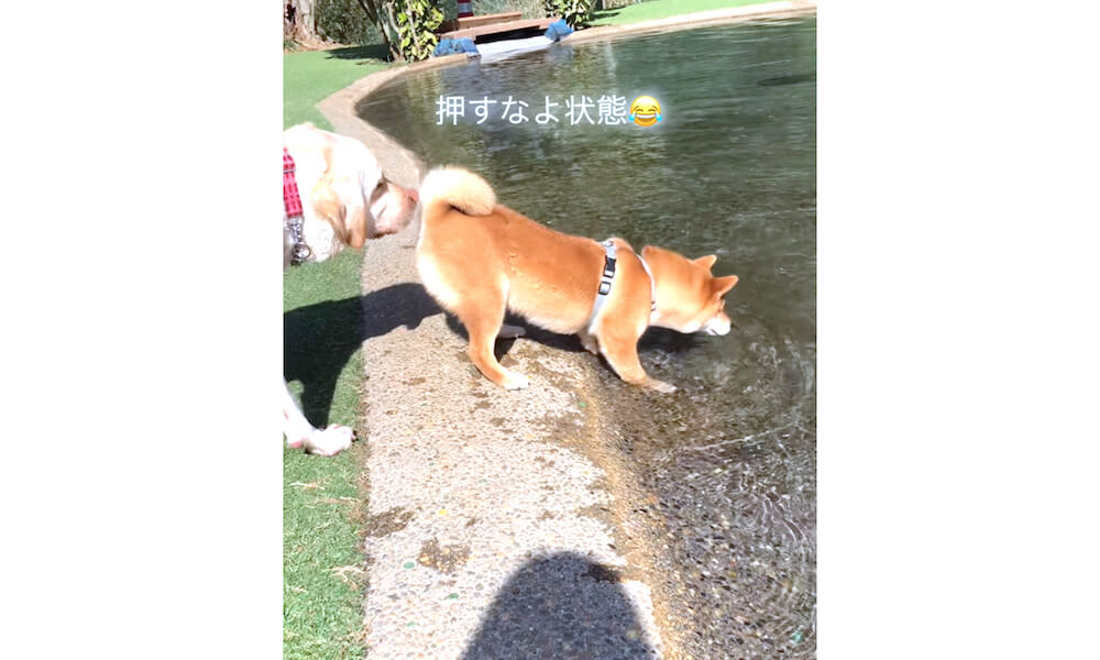 柴犬,Instagram