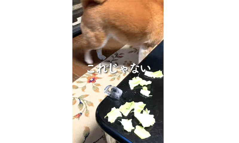 柴犬,YouTube
