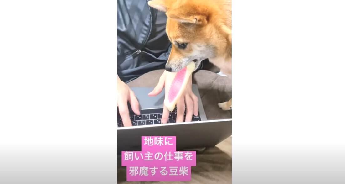 柴犬,YouTube