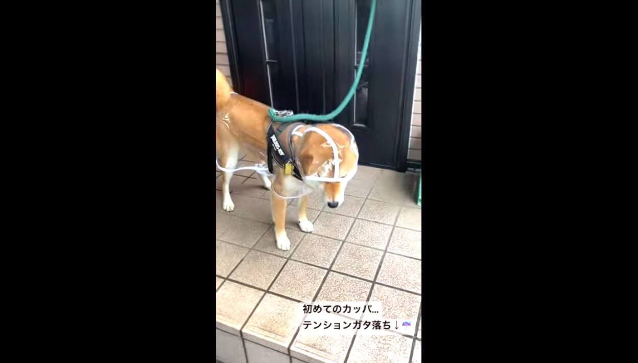 柴犬,YouTube