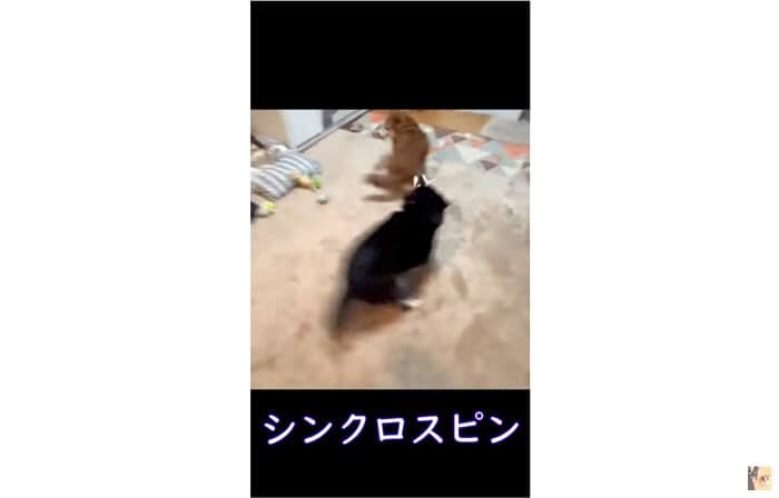 柴犬,YouTube