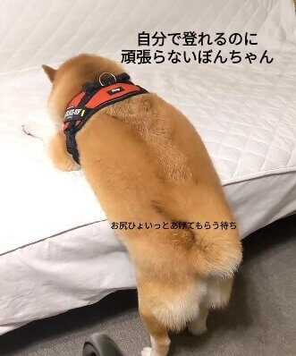 柴犬,Instagram