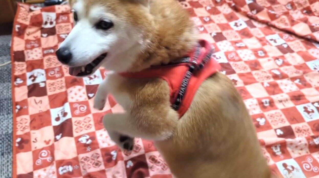 柴犬,YouTube