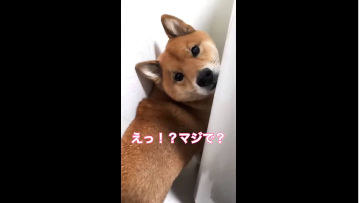 柴犬,YouTube