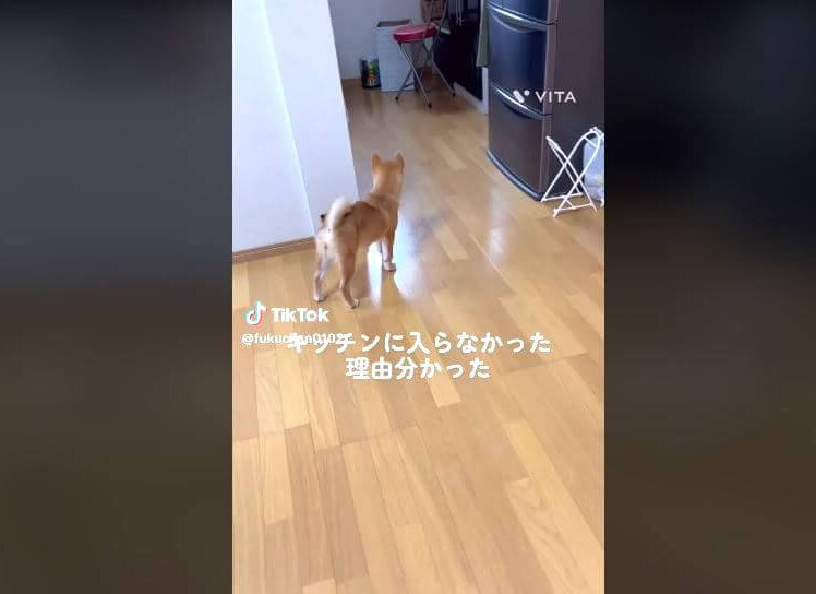 柴犬,動画
