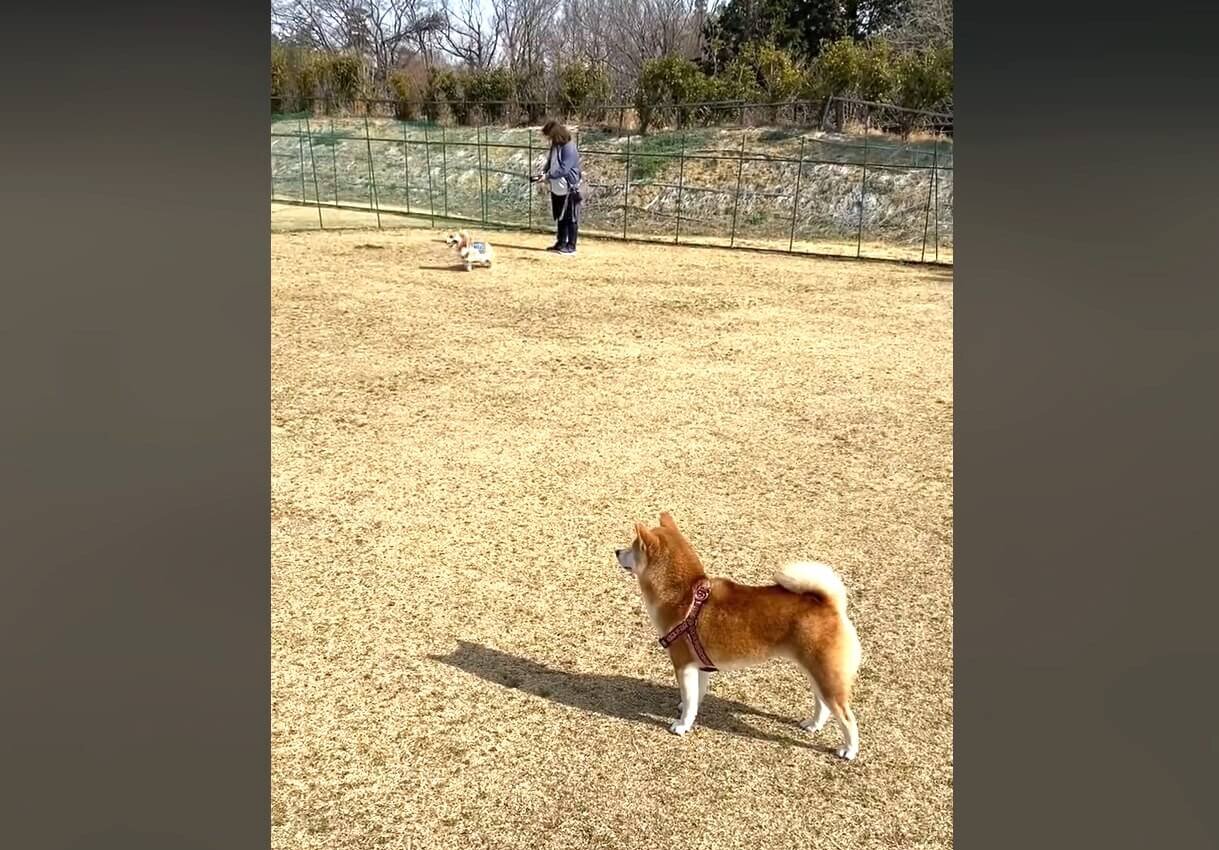 柴犬,動画