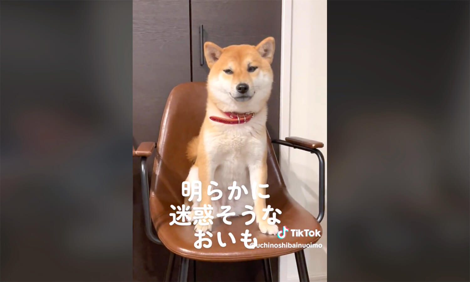 柴犬,動画