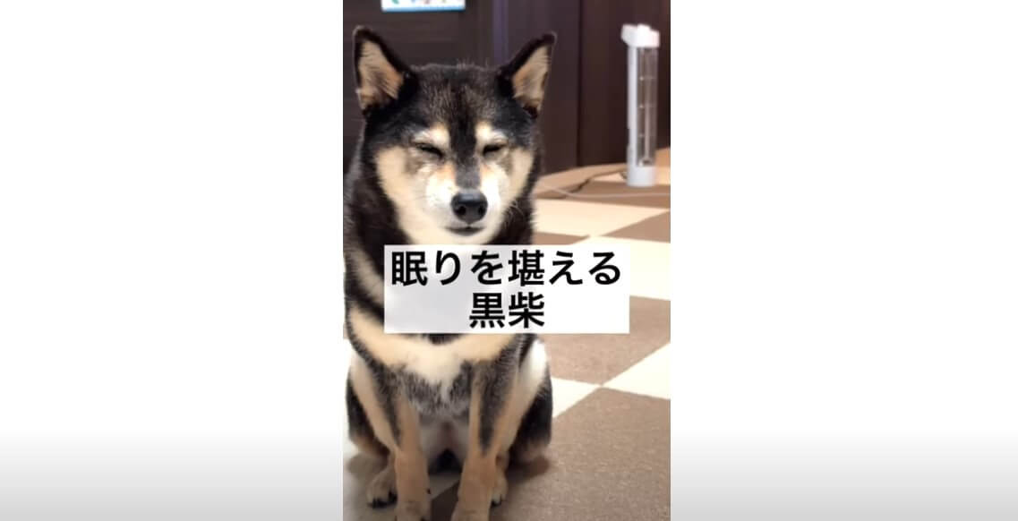 柴犬,YouTube