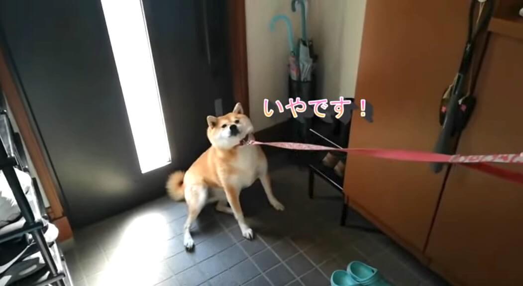 柴犬,YouTube
