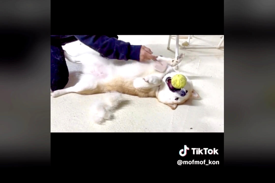 柴犬,動画
