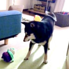 「オモチャ置いてきなさい」と言われた柴犬が最後にとった行動に爆笑【動画】