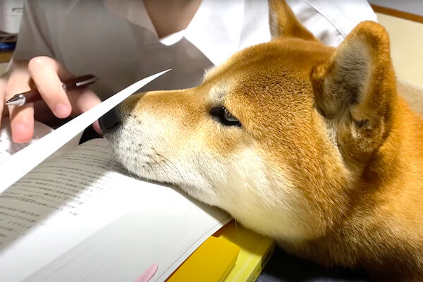 確実に邪魔になっている柴犬とそれでも勉強を続けるお兄ちゃんが