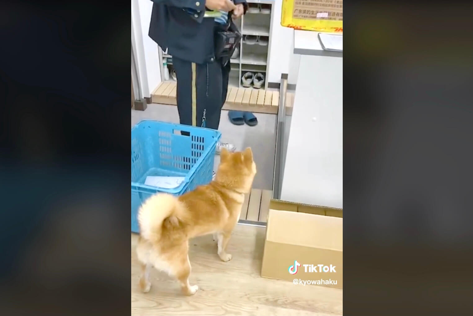 柴犬,動画