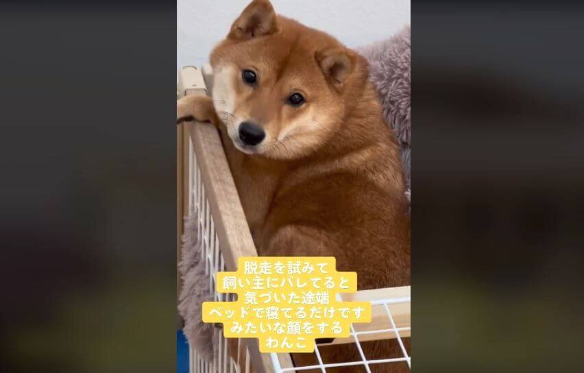柴犬,動画