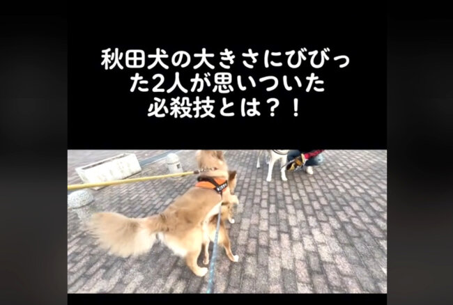 柴犬,動画