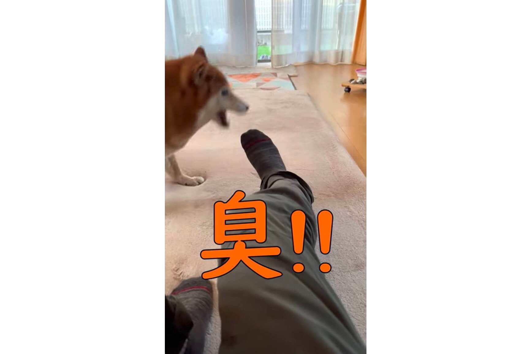 柴犬,YouTube