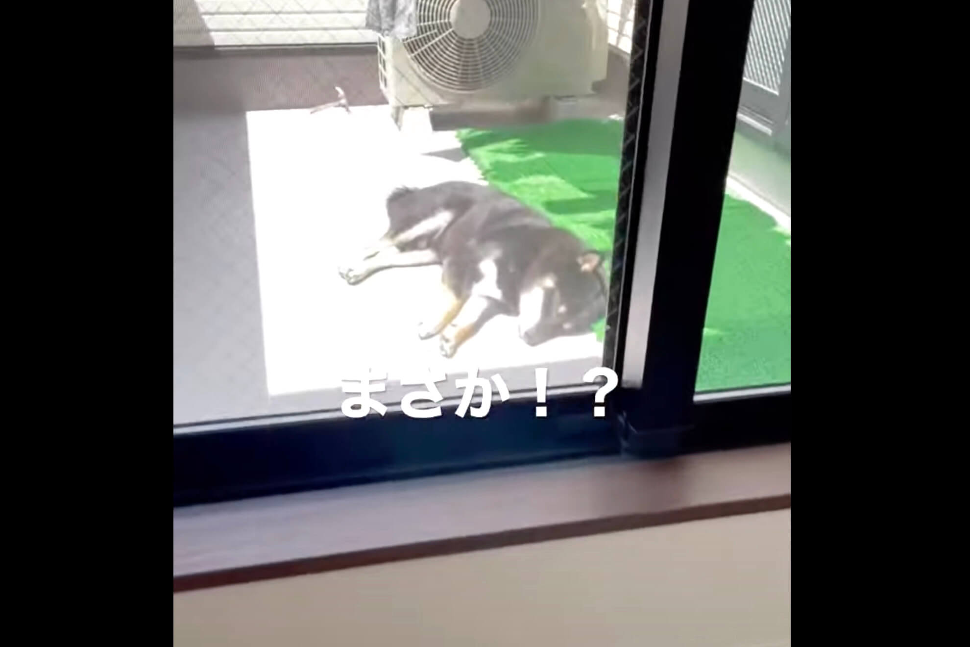 柴犬,YouTube