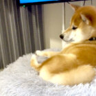 「くっっっさ！」耳をほじった足が臭すぎてビクッとなる柴犬。最後足を隠してて笑う【動画】