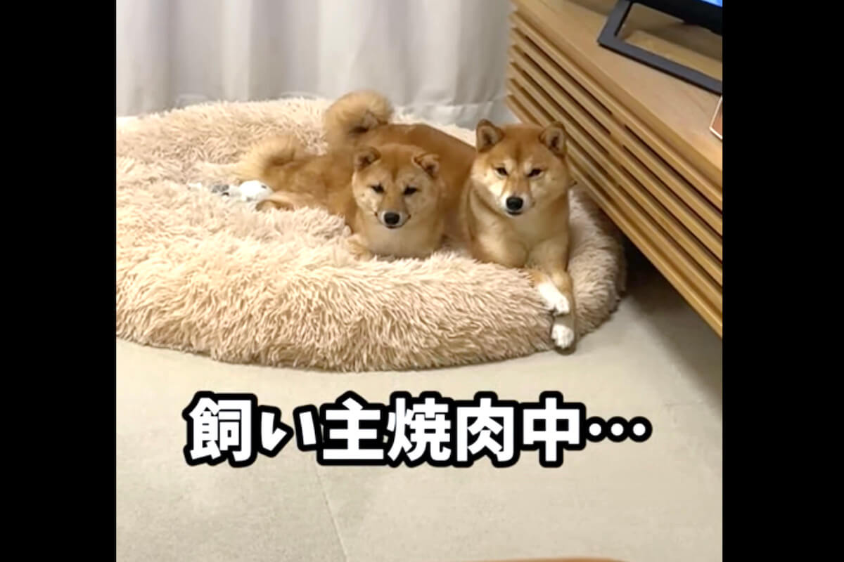 柴犬,YouTube