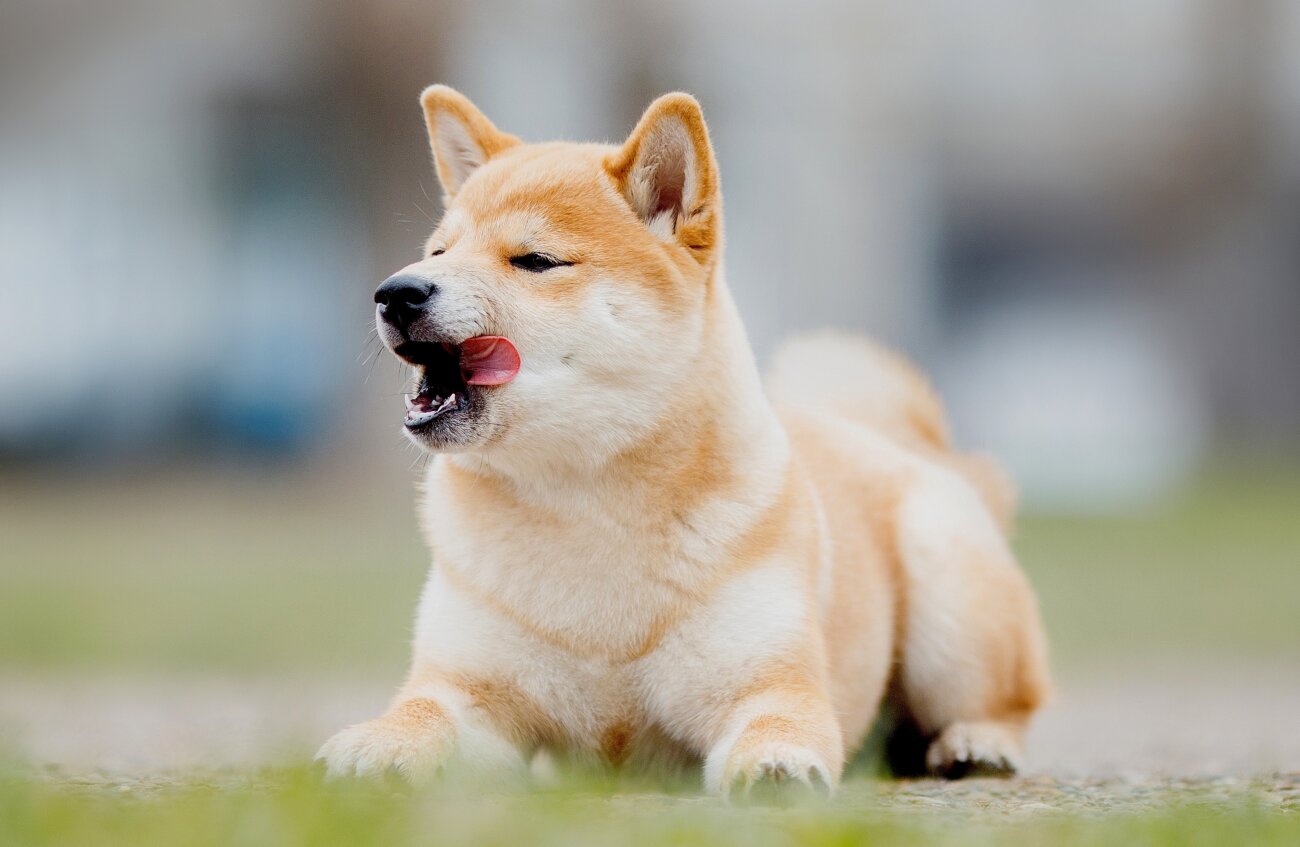 柴犬,ミシュワン