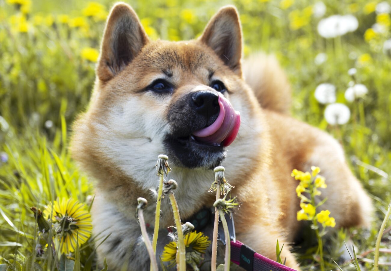 柴犬,ミシュワン