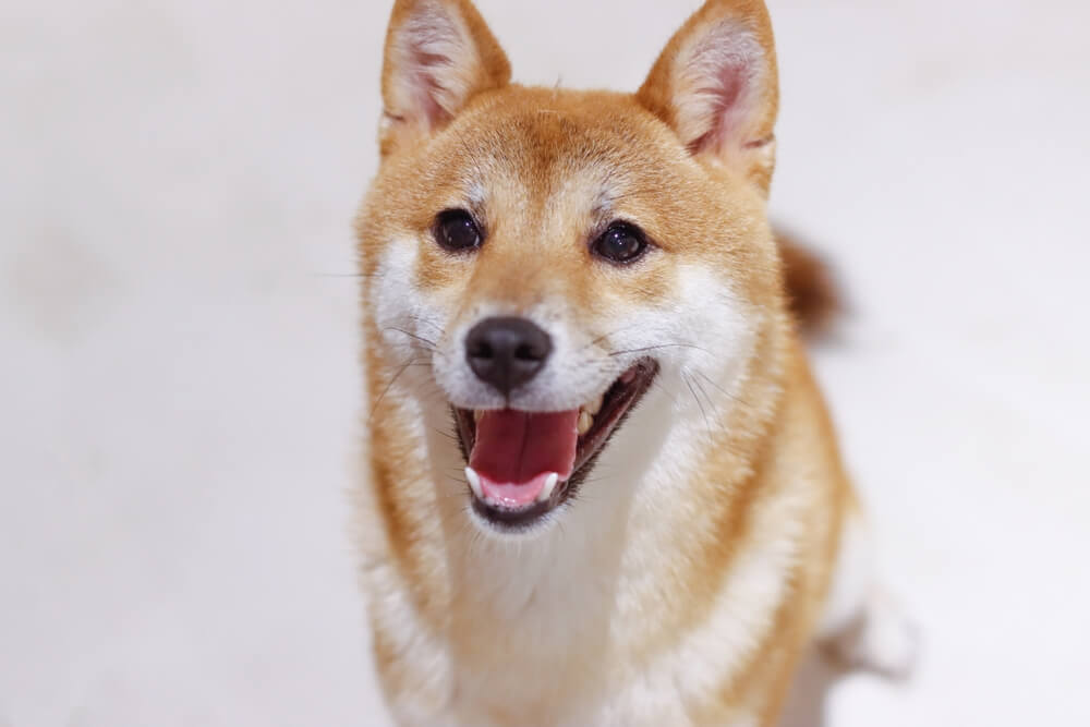 柴犬,ミシュワン