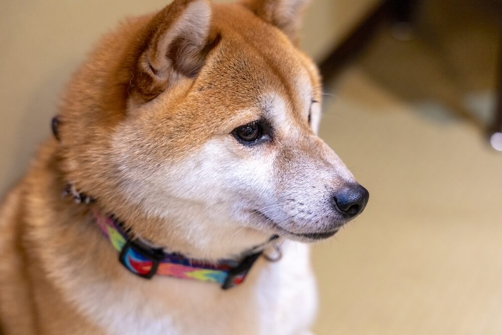 柴犬ライフ,ドッグライフコート