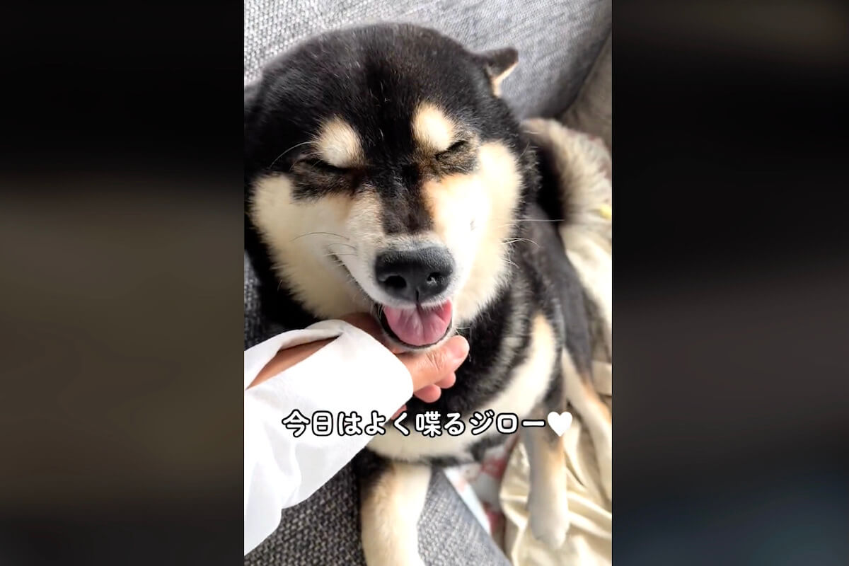 柴犬,動画