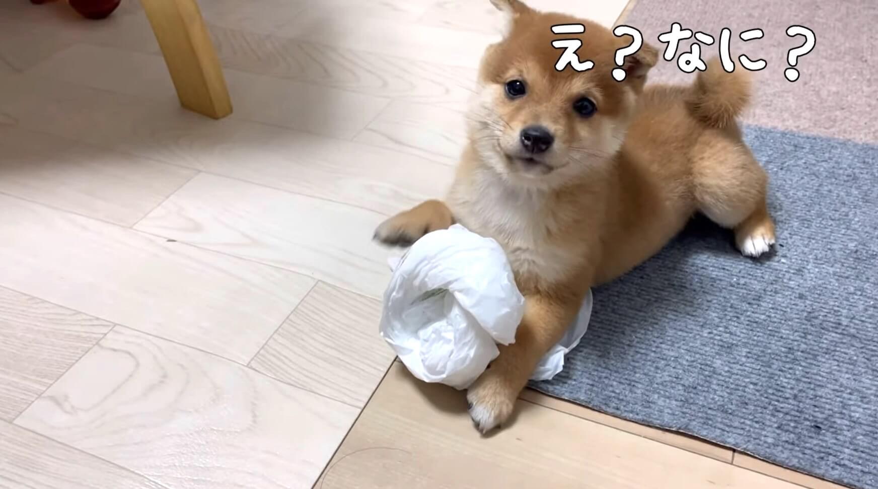 柴犬,YouTube