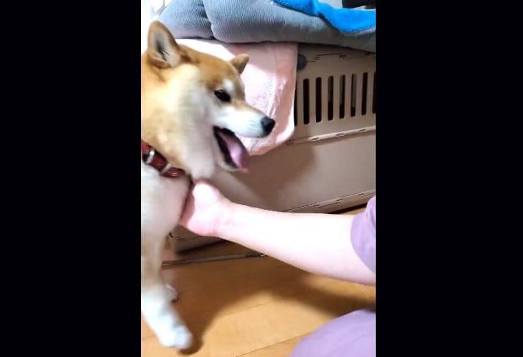 柴犬,動画
