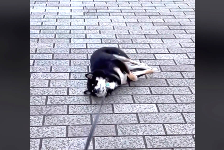 柴犬,動画