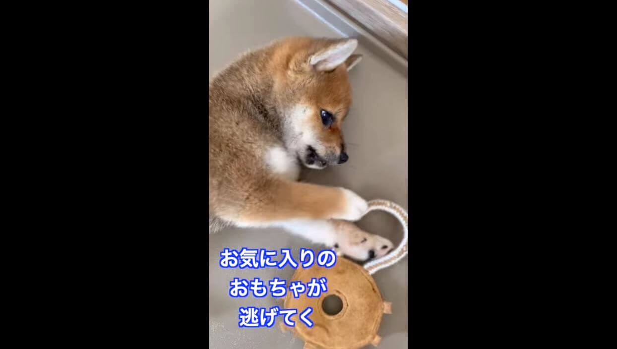 柴犬,YouTube
