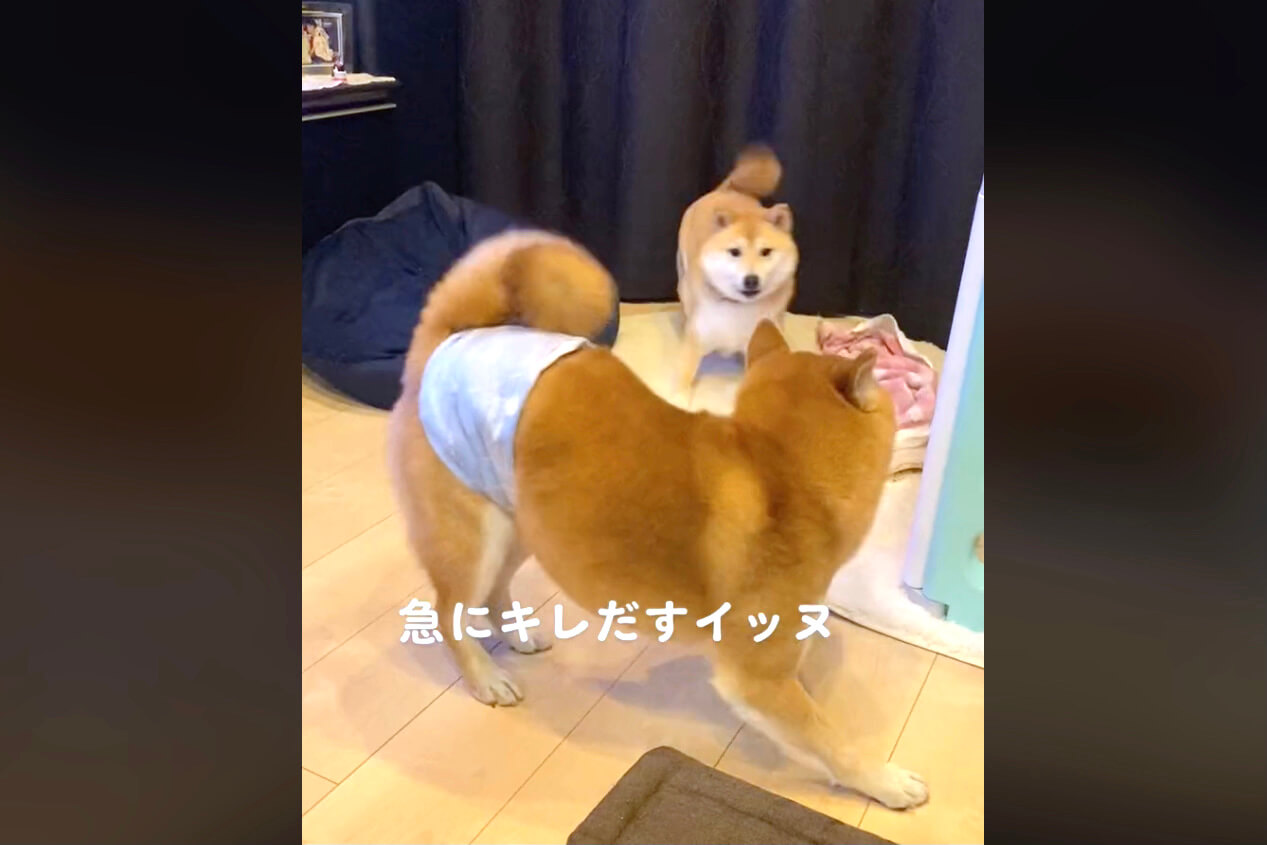 柴犬,動画