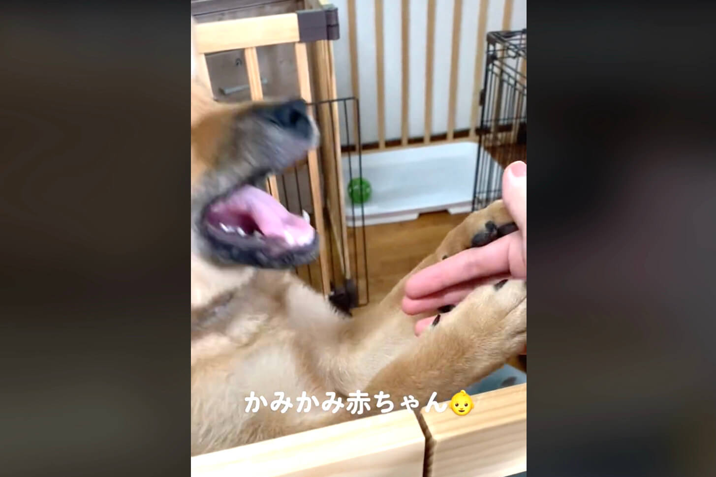 柴犬,動画