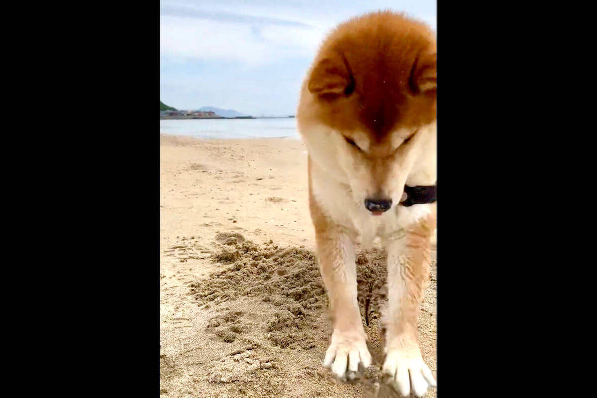 柴犬,動画